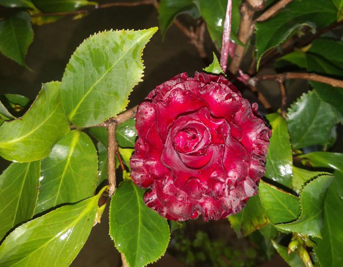 春季养花,就养"珍品茶花"苍悟幻境,纤巧秀丽,受人喜爱