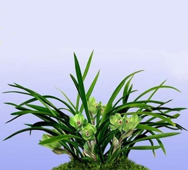 w700d1q75cms.jpg