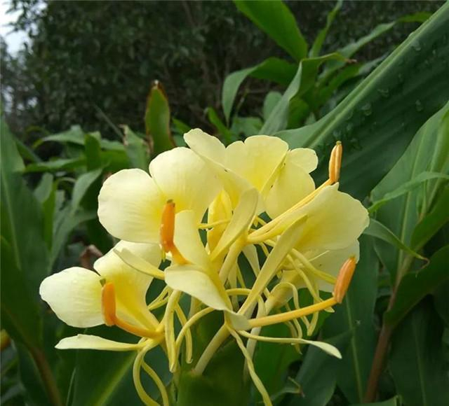 佛教“五树六花”中的六花，原来是它们，涨知识了！__财经头条