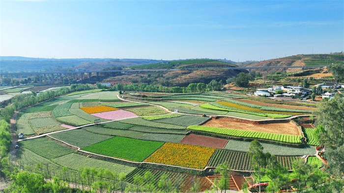 永仁这片花海"超出片"|花海|托花|永仁县_新浪新闻