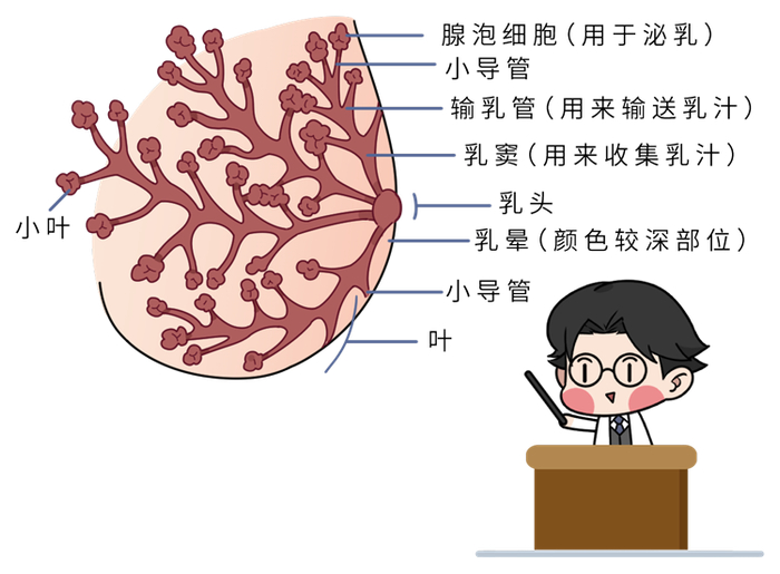 为什么有的女性胸特别大？提醒：这4种时刻，胸部可能会“增大”胸部乳房女性新浪新闻 