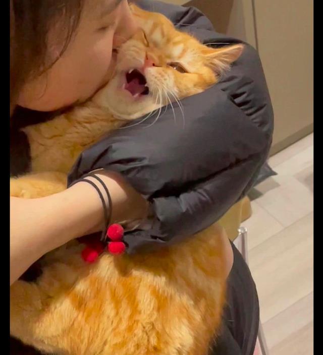 猫咪被主人强吻,脸都变形了表情很狰狞,猫:我需要法律援助