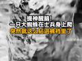 提神醒脑！一只大蜘蛛在士兵身上爬，突然就钻进士兵裤裆里了！