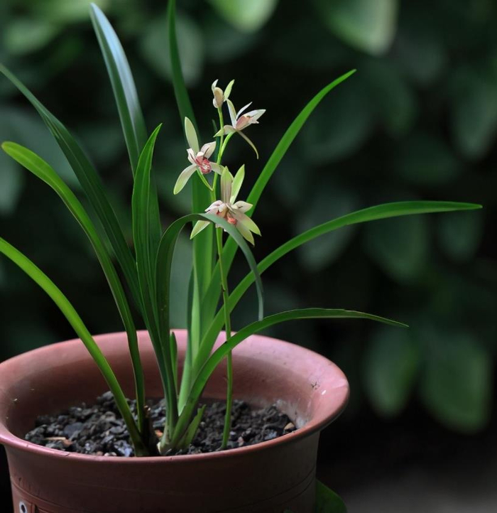 建兰一年能开花多次,关键是要做好4点,不然最后只能赏叶子