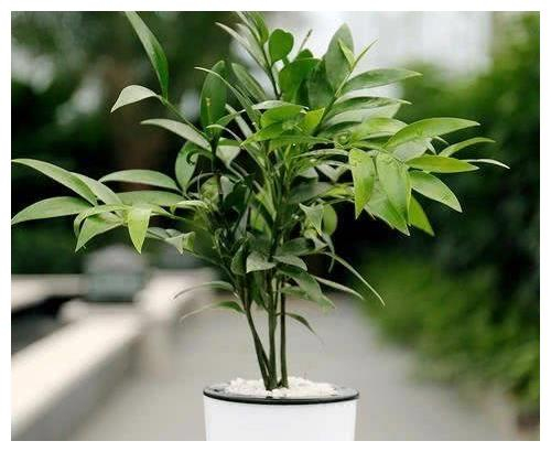 竹柏被称为植物界的活化石，具有观赏价值，同时还能驱除蚊虫！