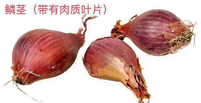 7种植物花美根丑,百合、水仙、大丽花的鳞茎啊