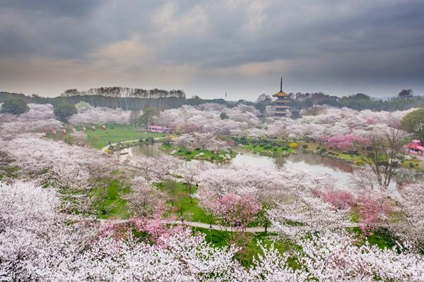 武汉春日旅游东湖樱花园