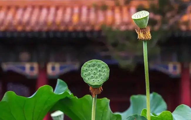什么是福报?怎样才能增长福报?