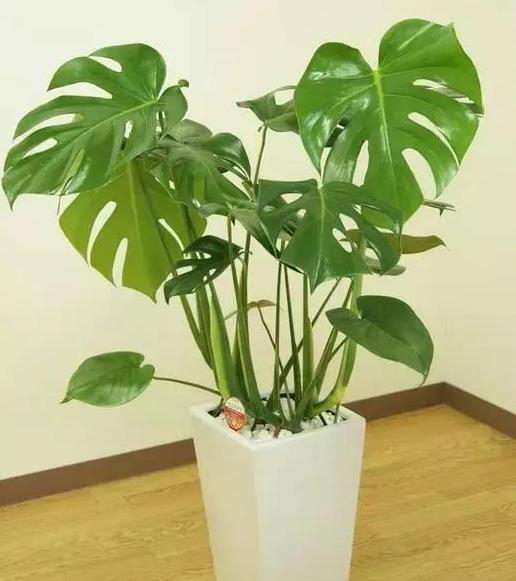 雾霾天才知道龟背竹的作用,养几盆都不用买空气净化器啦!