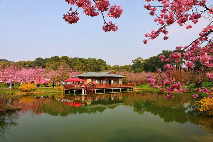 武汉春日旅游东湖樱花园