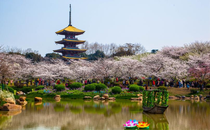 武汉春日旅游--东湖樱花园__财经头条