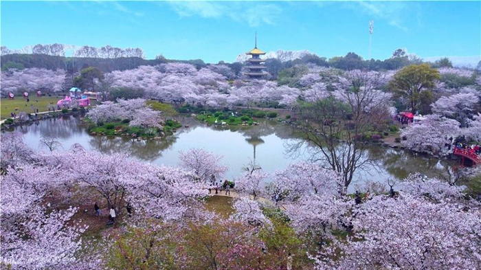 武汉春日旅游东湖樱花园