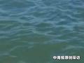 父子海边遇险被卷入深水区，退伍老兵见状紧急实施救援！