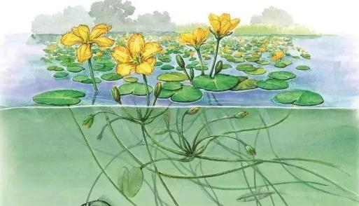 《诗经》中的那些野菜,跟着味蕾去寻找春天__财经头条__新浪财经