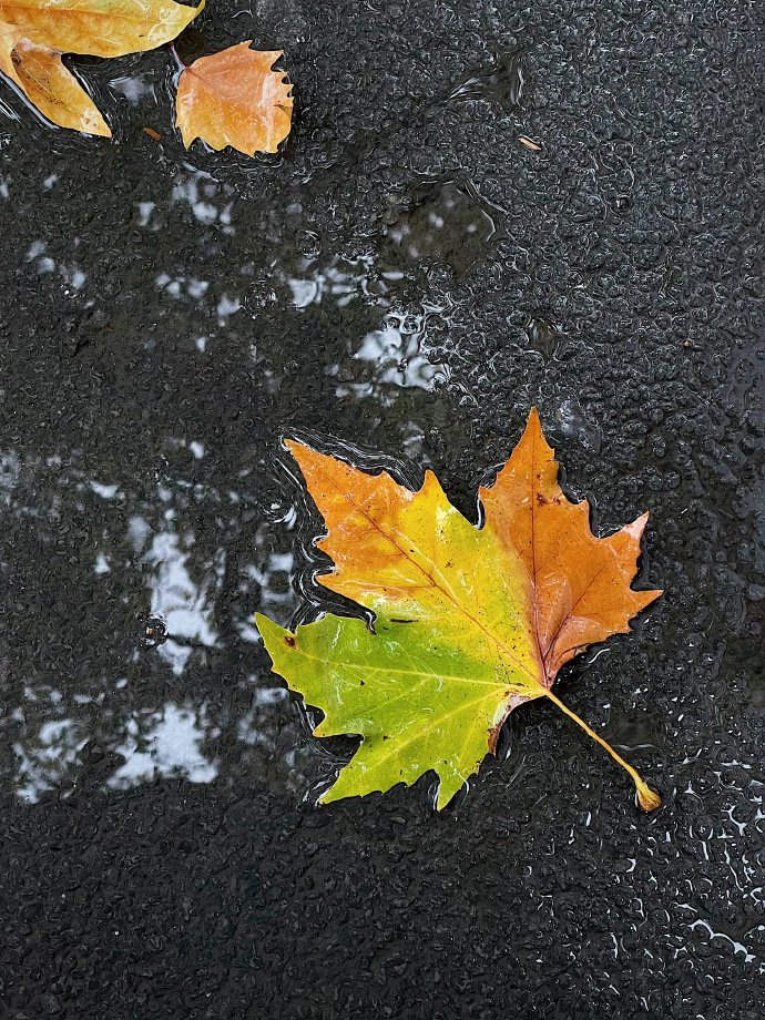 秋雨不问梧桐意