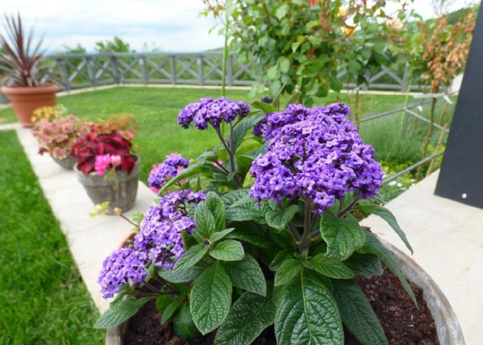 花朵有冰淇淋香味的香水草可以养成盆栽或园艺造景可常年开花