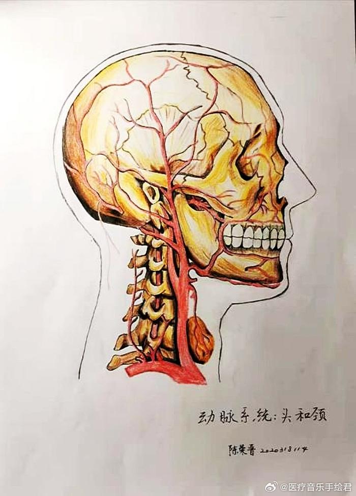 医学生画的一些医学手绘作品图源网络