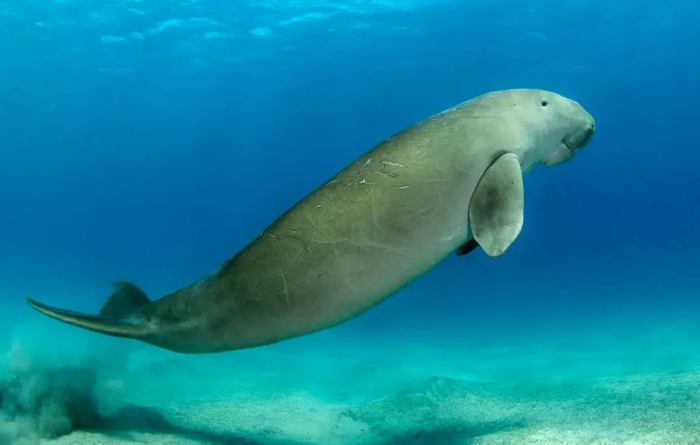 海牛是一种濒危物种,目前世界上只有四种海牛:美洲海牛,亚马逊海牛