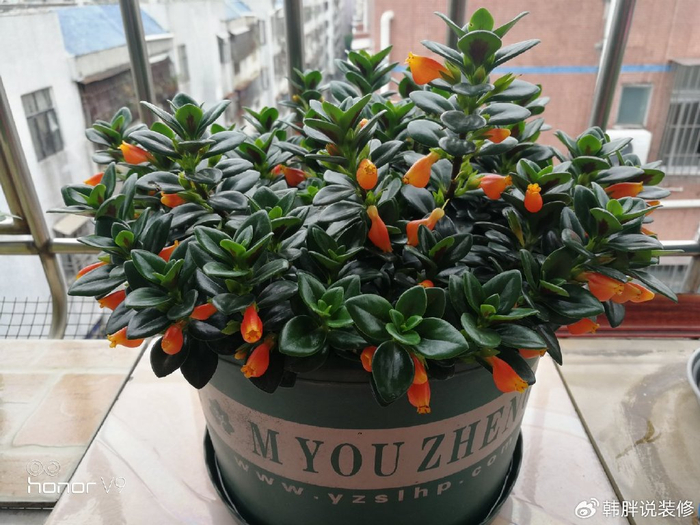 第三种:金鱼吊兰,年年富余