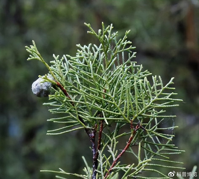 “亚洲最高树”在我国!西藏发现102.3米高柏树,为何能长这么高|林芝市|西藏自治区|云南省|树木|冷杉_新浪新闻