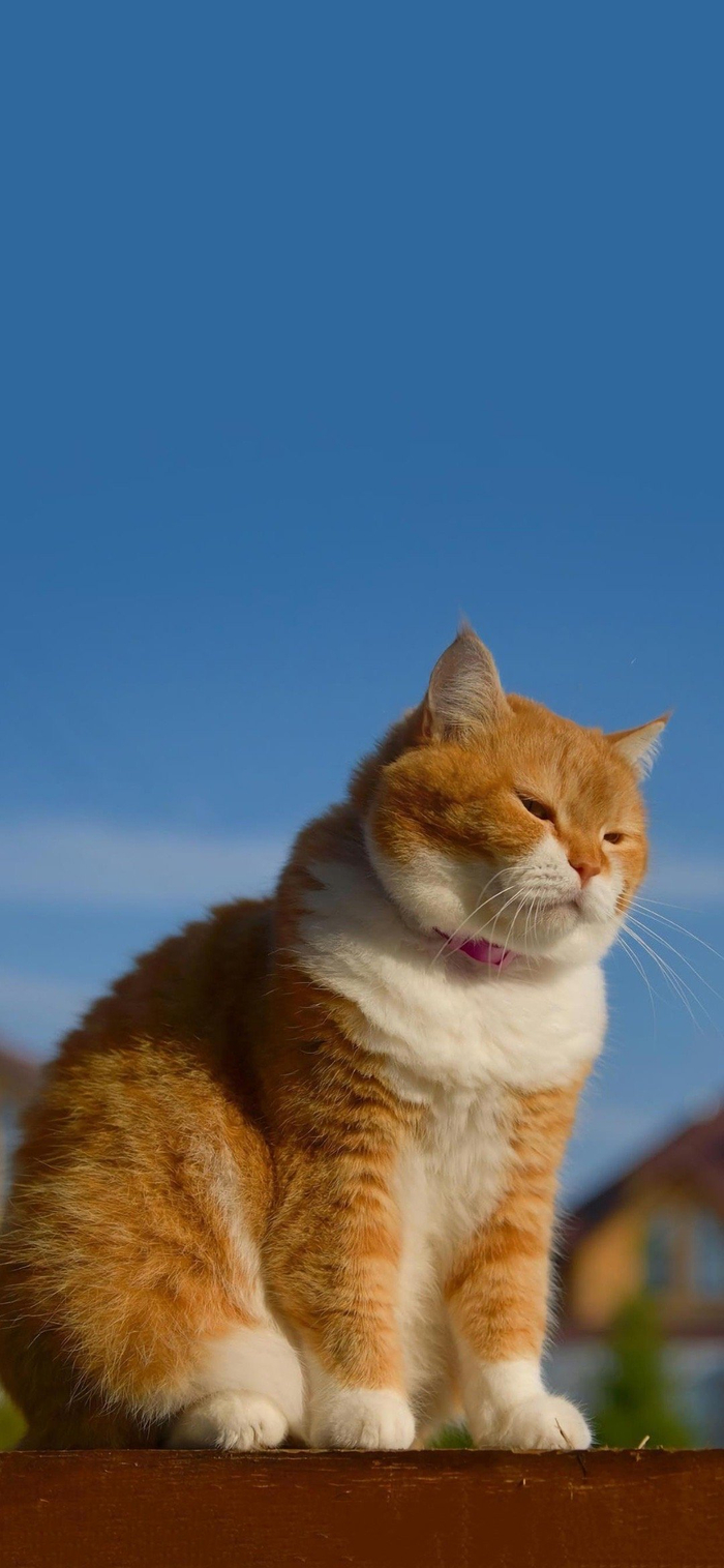 橘猫壁纸|大橘为重