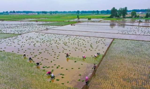 河南正阳县大林镇:多措并举抗旱抢种保丰收