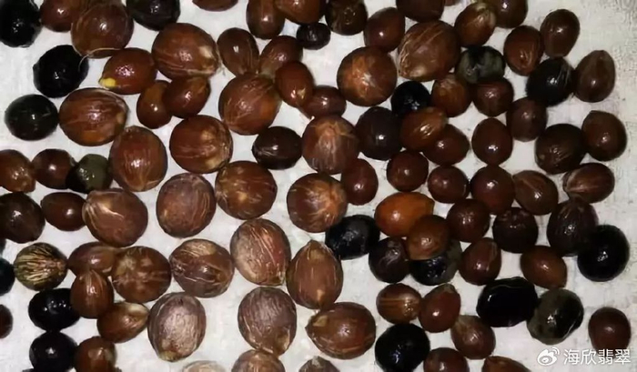 聊一聊紫金鼠的那些事