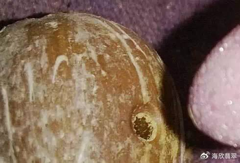 聊一聊紫金鼠的那些事