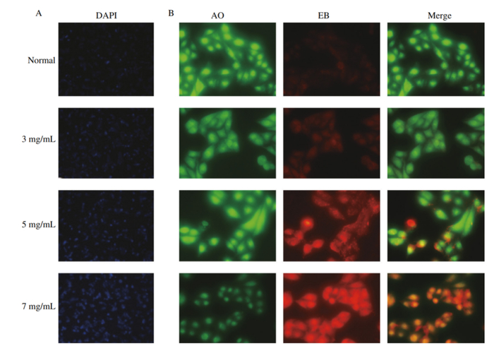 (a)孵育12小时后在荧光显微镜下诱导hepg2细胞凋亡的dapi染色分析.