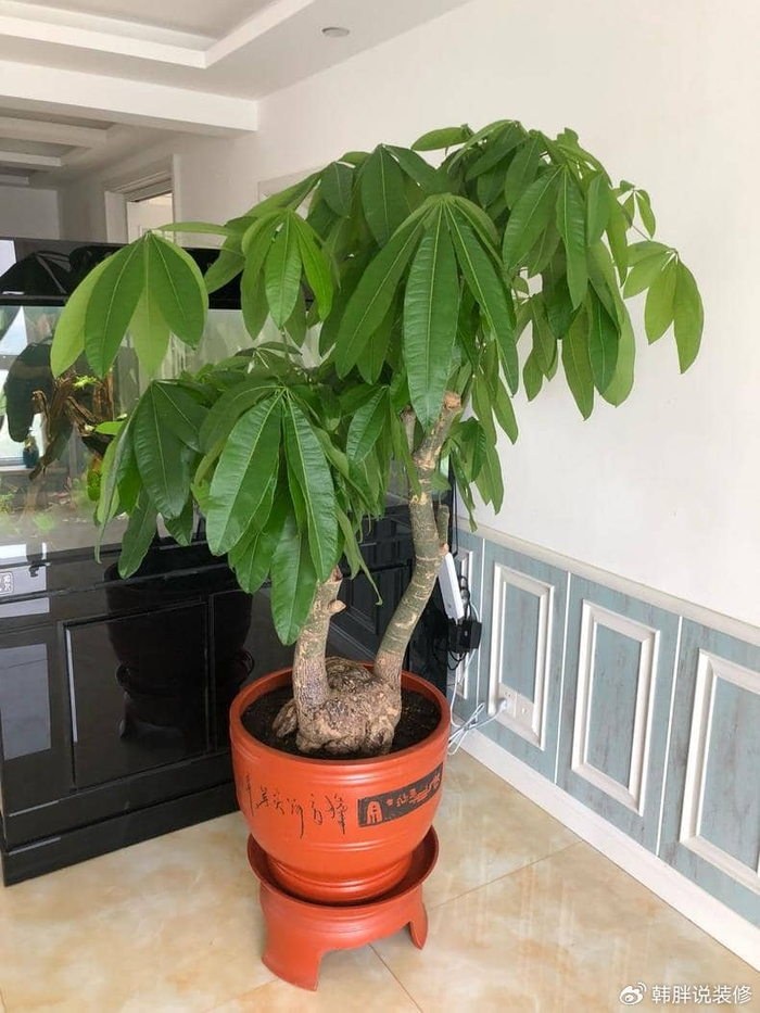 第一种:招财树,财富的守护者