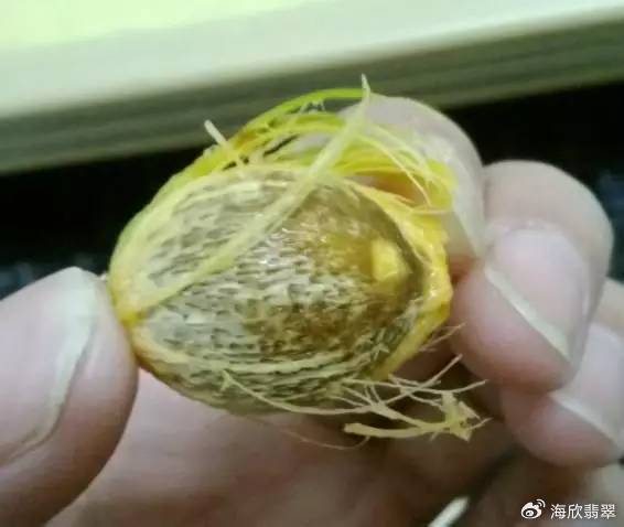 聊一聊紫金鼠的那些事