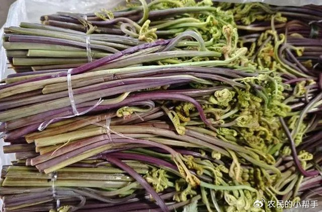 清明前后,这种野菜正当季,农村随地可见,"蕨"有营养别错过|蕨菜_新浪