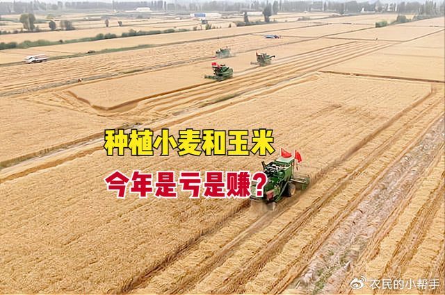 算一大笔账：去年栽种小麦和小麦，究竟是亏是赚？看一看贫困户怎么说