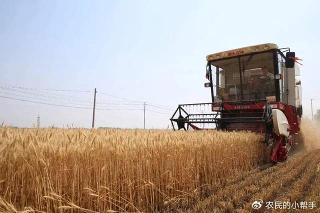 算一大笔账：去年栽种小麦和小麦，究竟是亏是赚？看一看贫困户怎么说(图2)