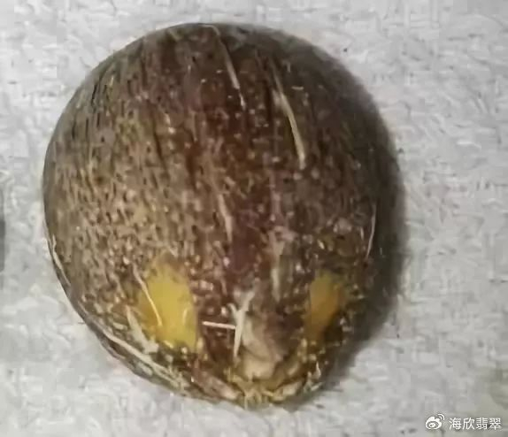 聊一聊紫金鼠的那些事