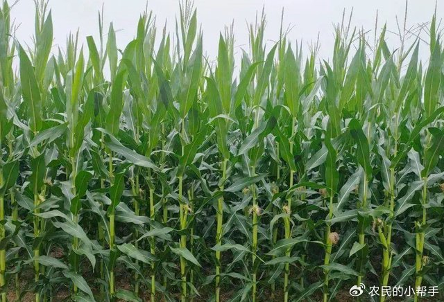 算一大笔账：去年栽种小麦和小麦，究竟是亏是赚？看一看贫困户怎么说(图5)