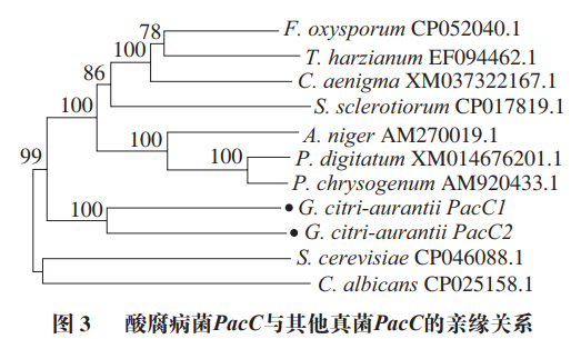 湘潭大学李路教授等:柑橘酸腐病菌pacc的生物信息学分析及其响应ph值