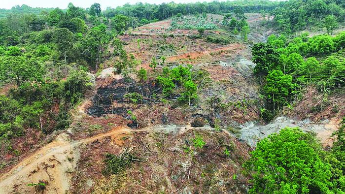 云南部分市州严重破坏森林生态