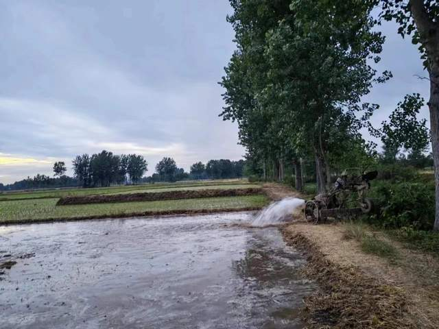 河南正阳县大林镇:多措并举抗旱抢种保丰收