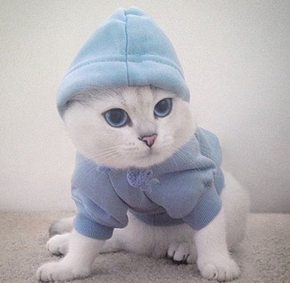 一只天生有一双蓝眼睛,还有一身白毛的猫咪,美翻了!