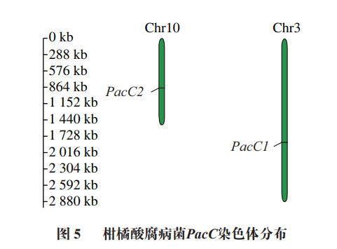 湘潭大学李路教授等:柑橘酸腐病菌pacc的生物信息学分析及其响应ph值