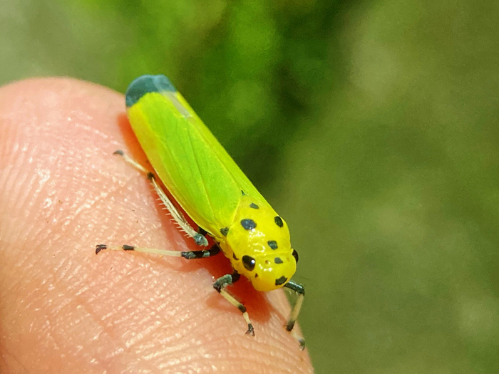 黑尾叶蝉nephotettix cincticeps