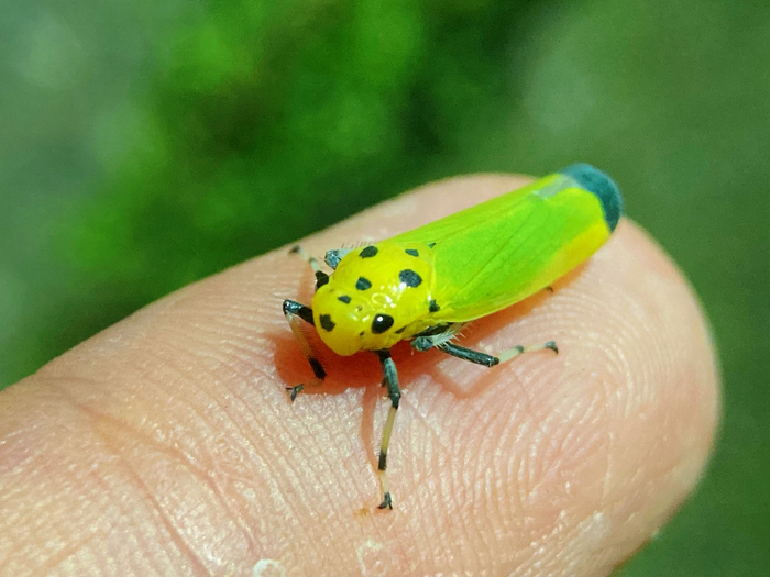 黑尾叶蝉nephotettix cincticeps