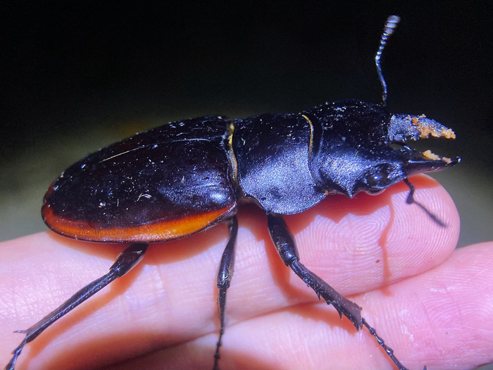 红边鬼艳锹甲odontolabiscuverasinensis