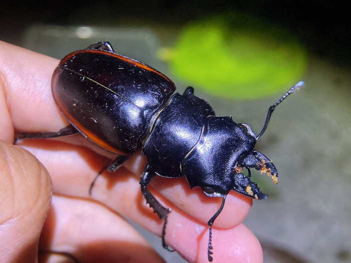 红边鬼艳锹甲odontolabis cuvera sinensis