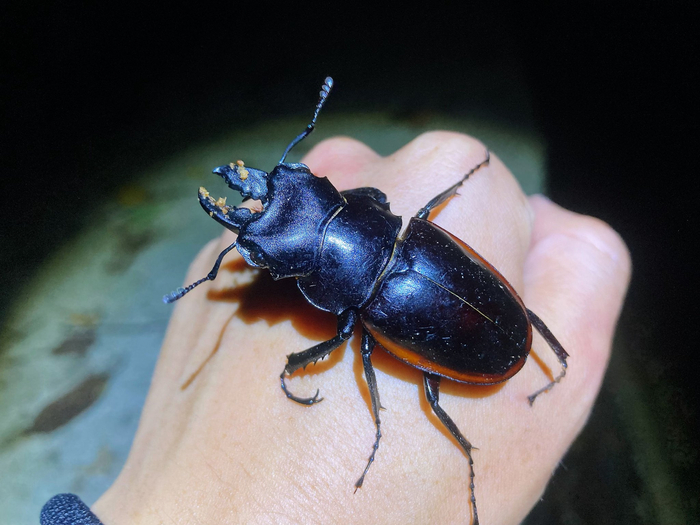 红边鬼艳锹甲odontolabiscuverasinensis