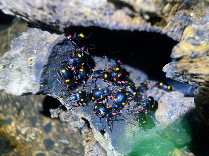 四斑原伪瓢虫eumorphus quadriguttatus