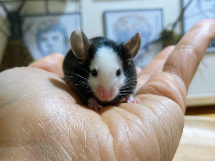 讲道理老外展示的无脸男海福特也未必有这个小家伙正了