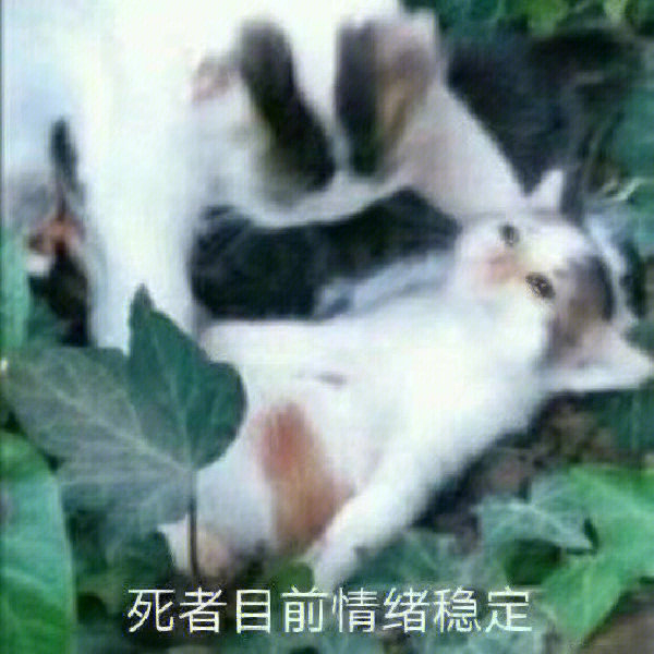 丰富一下聊天表情包