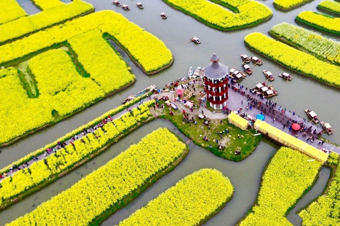江苏兴化千垛油菜花盛开啦!__财经头条